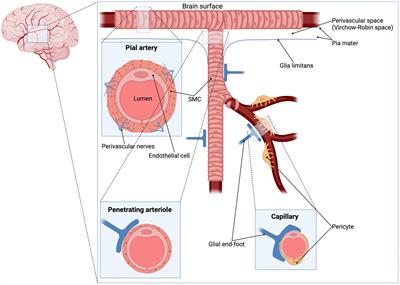 KATP channels in cerebral hemodynamics: a systematic review of preclinical and clinical studies